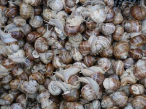 brown and white sea shells