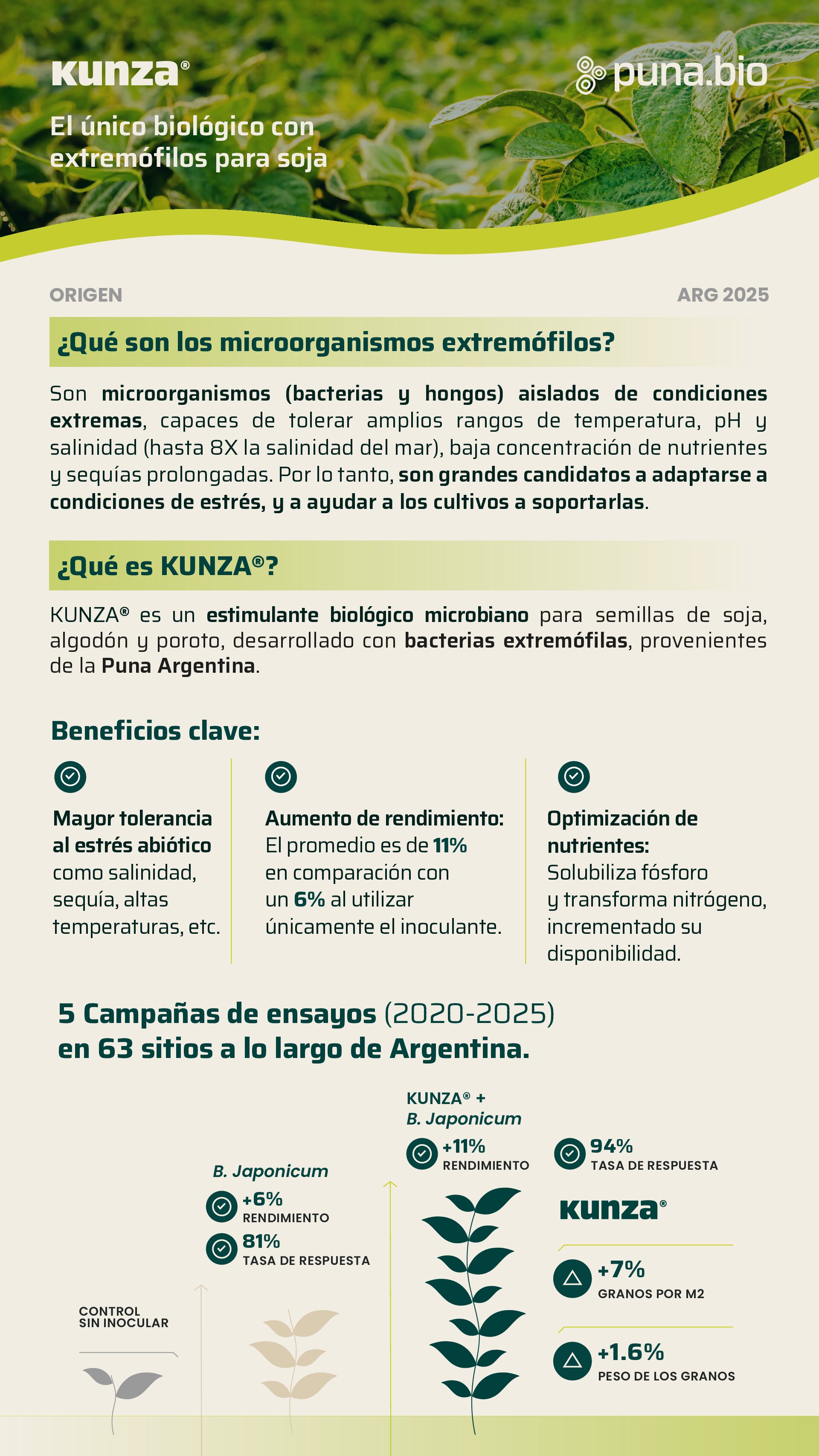 Alternative view of Kunza Soja