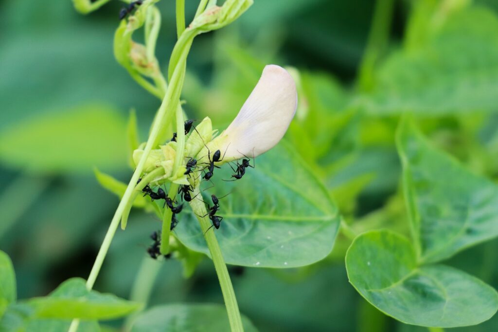 a close up of a flower on a plant