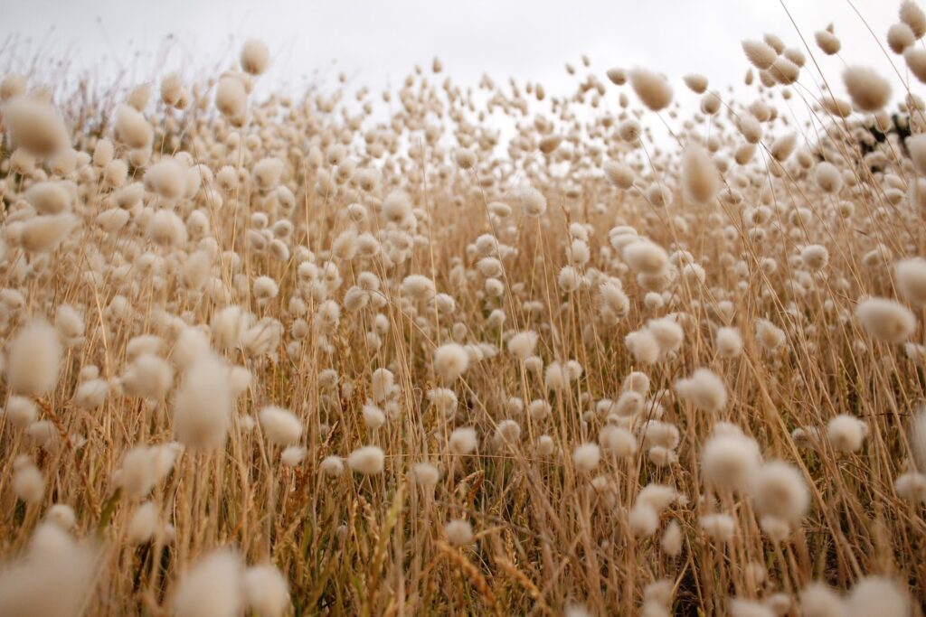 brown plant field