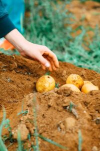 person holding two yellow round fruits