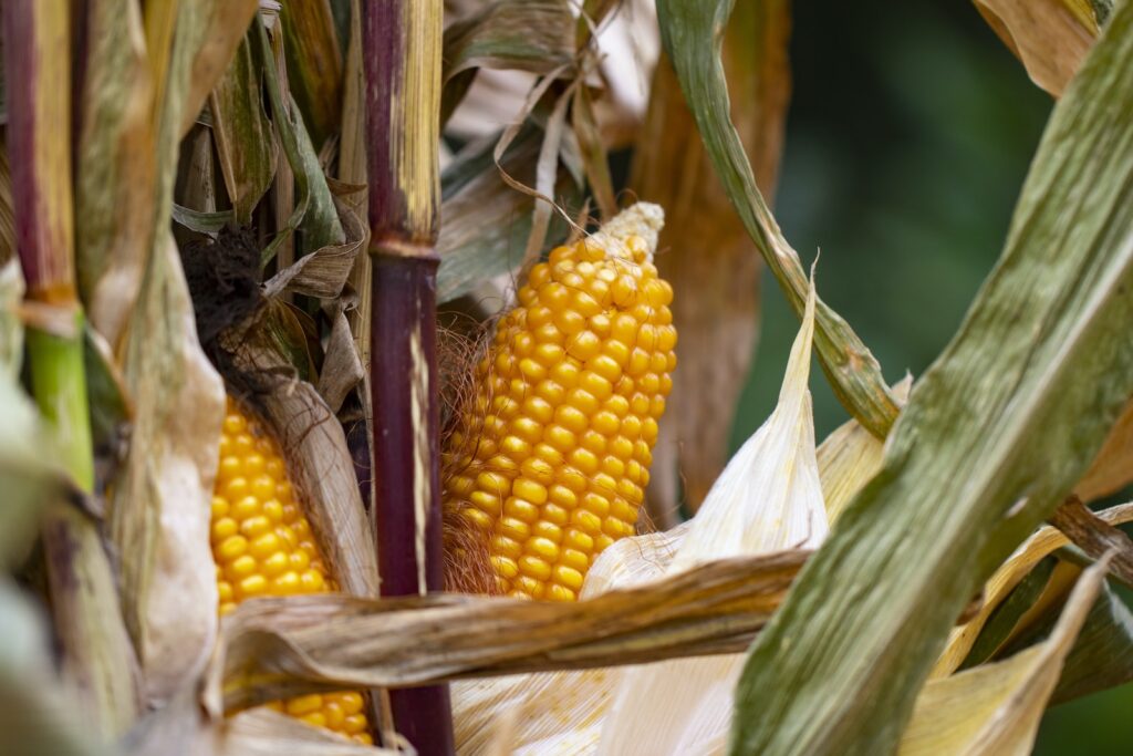 yellow corn in brown stick